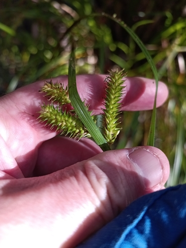 Carex maorica, photograph 2