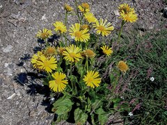 Doronicum clusii