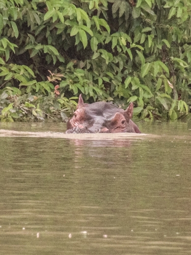 Common Hippopotamus