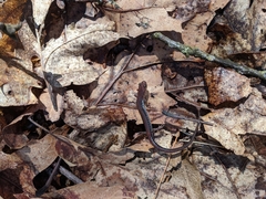 Plethodon sherando