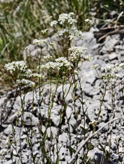 Peltaria alliacea, photograph (c) fmunoz, some rights reserved (CC BY)