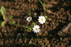 Primula nutans