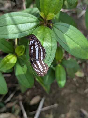Common Sailer