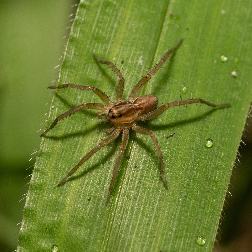 Pond Wolf Spider (Pardosa pseudoannulata)