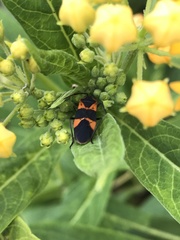 Oncopeltus fasciatus
