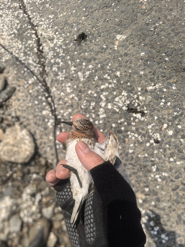 iNaturalist image