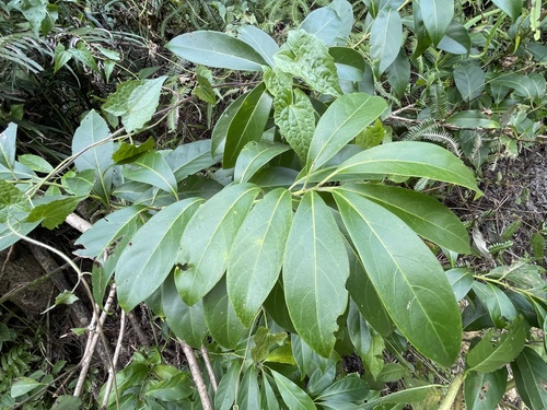 Ehretia longiflora observed 2026-05-27