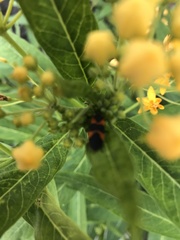 Oncopeltus fasciatus