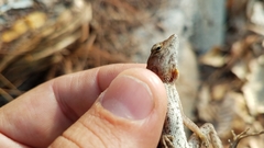 Anolis mccraniei