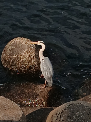 Grey Heron