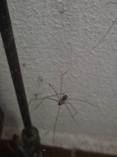 Long-bodied Cellar Spider