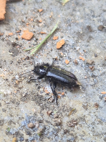 Enicopus ater