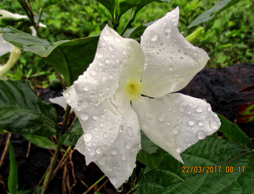 African violets (Callichilia barteri)