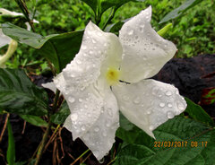 African violets (Callichilia barteri)