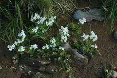 Cardamine prorepens