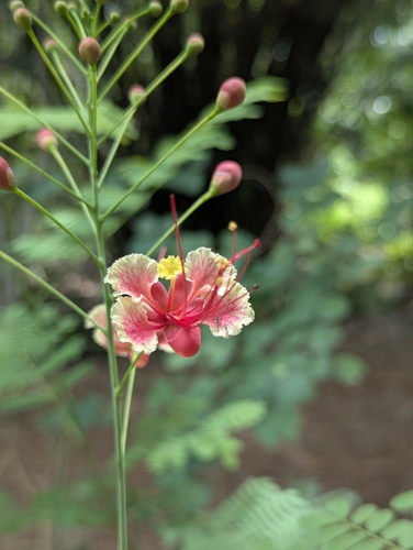 peacock flower