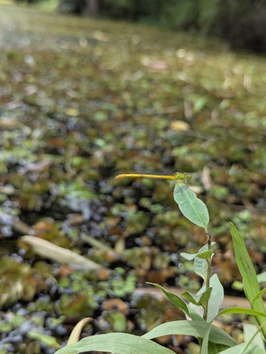 Coromandel Marsh Dart
