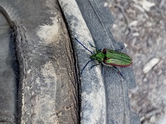 Oxypeltus quadrispinosus