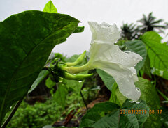 Callichilia barteri, photograph Philippe Hornus, CC BY, iNaturalist via GBIF