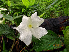 Callichilia barteri, photograph Philippe Hornus, CC BY, iNaturalist via GBIF