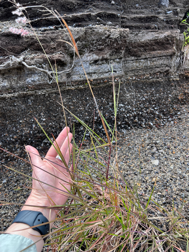Melinis repens observed 2026-05-25