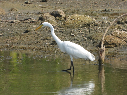 iNaturalist image