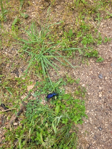 Carabus scabrosus