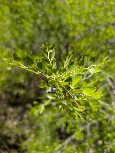 Ziziphus lotus, photograph 4