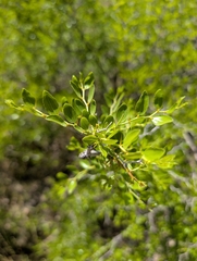 Ziziphus lotus, photograph (c) Marios Thoma, some rights reserved (CC BY)