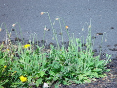 Papaver atlanticum