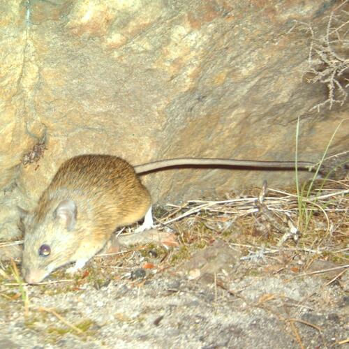 Cape Spiny Mouse (Acomys subspinosus)