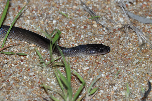Slaty-grey snake