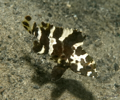 Epinephelus maculatus