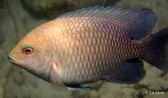 Hemiglyphidodon plagiometopon