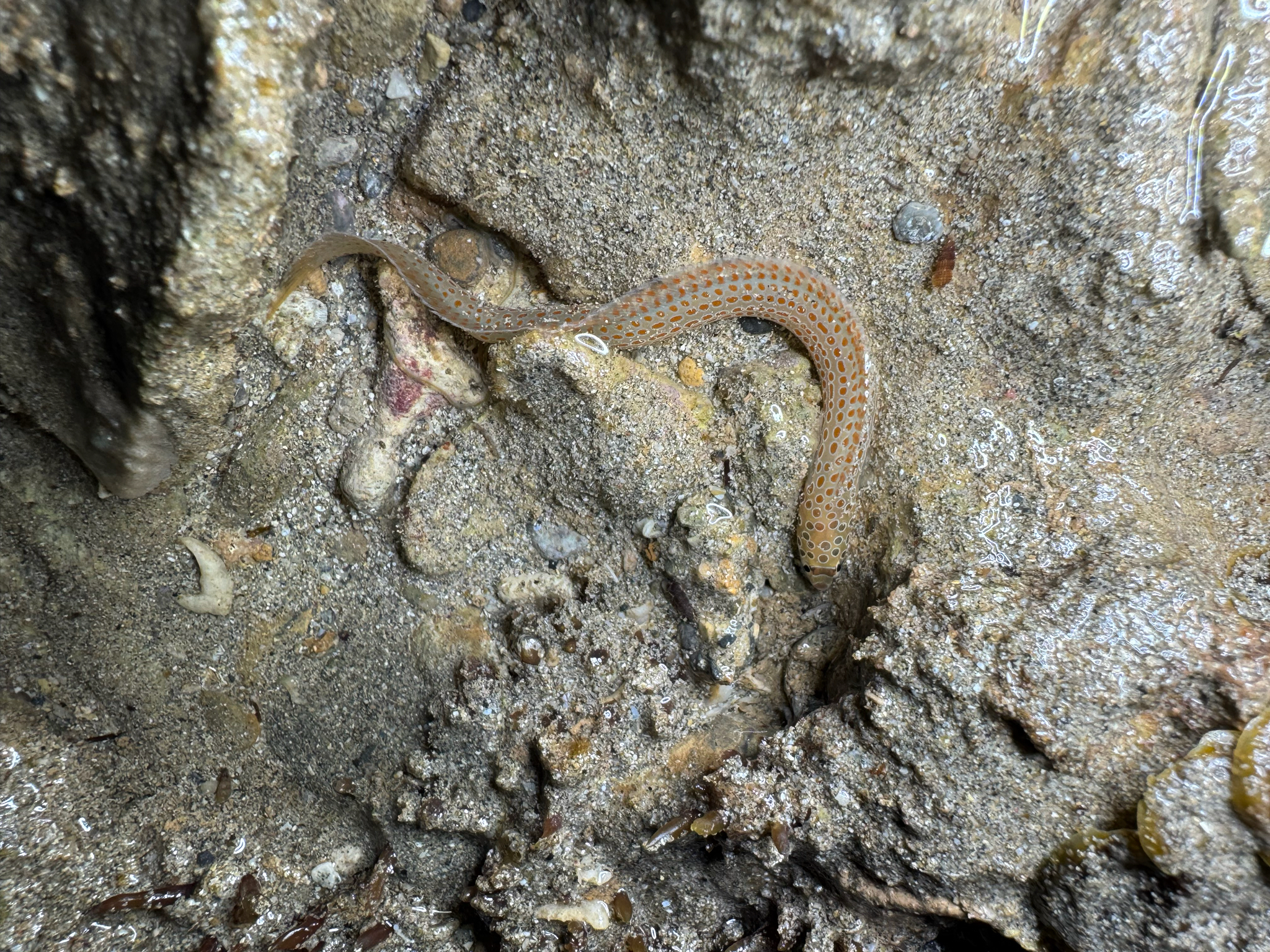 Spotted Eel-Blenny photo 6