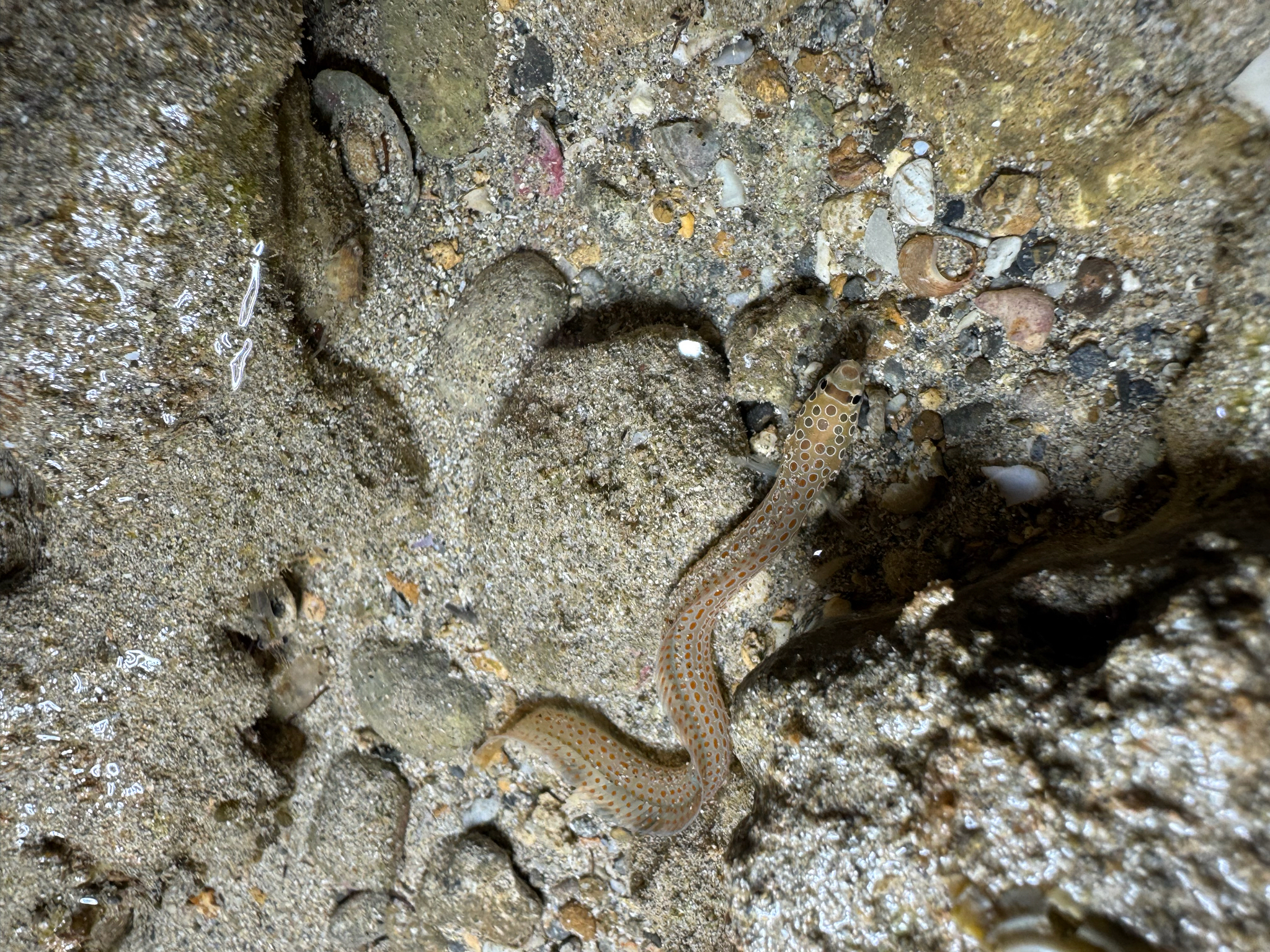 Spotted Eel-Blenny photo 5