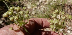Allium fraseri