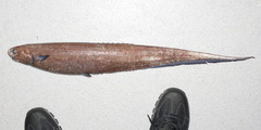 Spiny-Eel photo 3