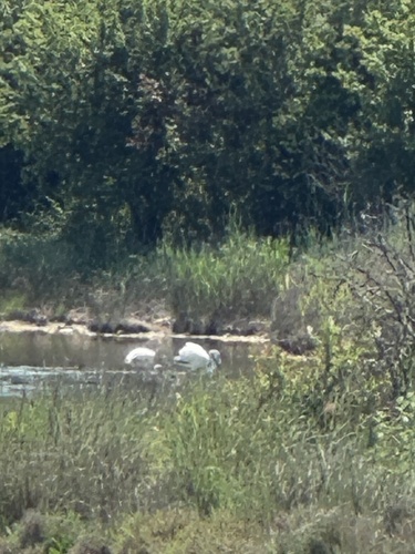 Greater Flamingo