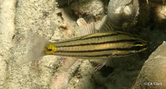 Cheilodipterus isostigma