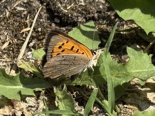 Small Copper