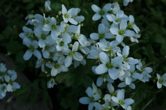 Cardamine prorepens