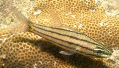 Cheilodipterus isostigma