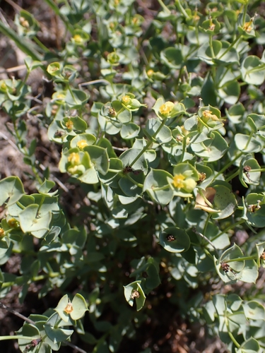 Euphorbia minuta