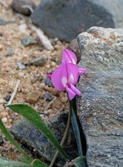 Gueldenstaedtia monophylla