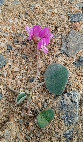 Gueldenstaedtia monophylla, photograph 2