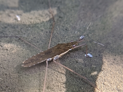 Gerris gracilicornis
