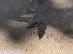 Gerris gracilicornis
