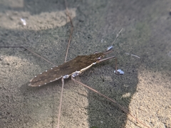 Gerris gracilicornis