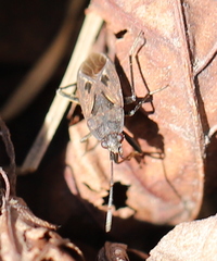 Rhyparochromus